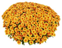 Лівелі Ред Біколор (Lively Red Bicolor)купити