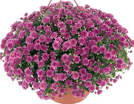 Хризантема Скайфол Пінк (Skyfall Pink)купити