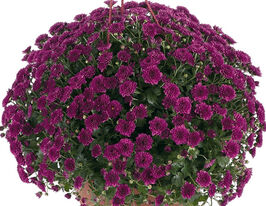 Хризантема Скайфол Пурпл (Skyfall Purple)купити