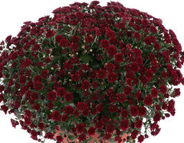 Хризантема Скайфол Ред (Skyfall Red)купити