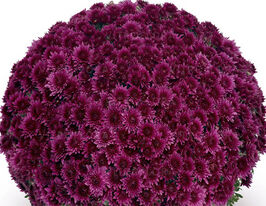 Хризантема Сорини Маув (Sorini Mauve) купить