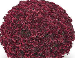 Хризантема Сорини Ред (Sorini Red) купить