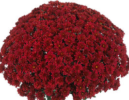 Хризантема Шер Ред (Cheer Red)купити