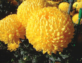 Хризантема Креаміст Єллоу (Creamiest Yellow)купити