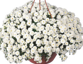 Хризантема Скайфолл Вайт (Skyfall White)купити