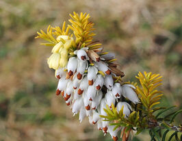 Эрика травянистая Голден Старлет (Golden Starlet) купить