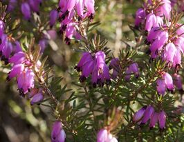 Эрика травянистая Ева (Eva) купить