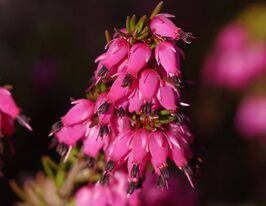 Эрика травянистая Рубінетте (Rubinette) купить