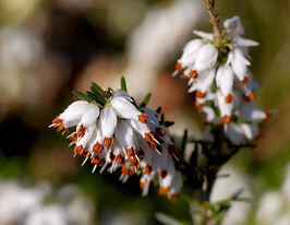 Эрика травянистая Снежная королева (Snow Queen) купить