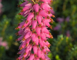 Еріка трав'яниста Таня (Tanja)купити