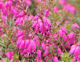 Эрика травянистая  Хайлетжи (Hilletje) купить