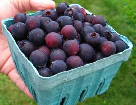 Ирга канадская Нортлайн (Northline) купить