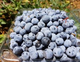 Лохина канадська Блау Ерлікупити