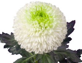 Хризантема Алибаба (Alibaba) купить