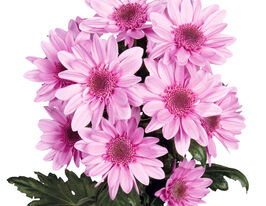 Хризантема Амазе Пінк (Amaze Pink)купити