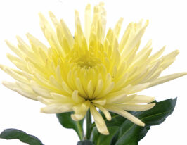 Хризантема Анастасия Крем (Anastasia Cream) купить