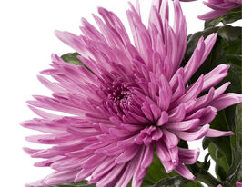 Хризантема Анастасия Лилак (Anastasia Lilac) купить