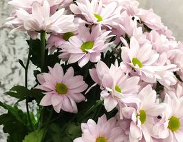 Хризантема Бакарди Перл (Bacardi Pearl) купить