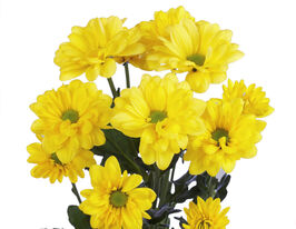 Хризантема Бакарді Санні (Bacardi Sani)купити