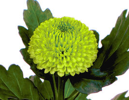 Хризантема Баллон (Balloon) купить