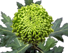 Хризантема Бомбелини (Bombelini) купить