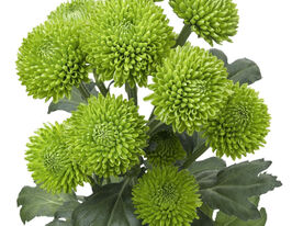 Хризантема Вотсап (Whatsapp)купити