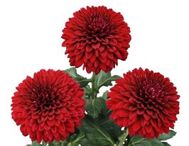 Хризантема Ганаше (Ganache) купить