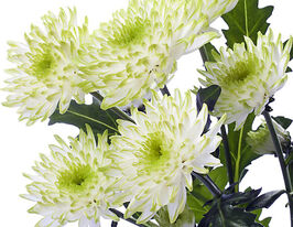 Хризантема Зембла Лайм (Zembla Lime)купити