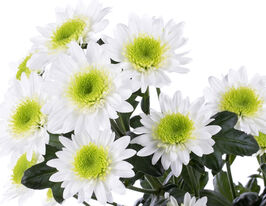 Хризантема Капо Верде (Capo Verde) купить