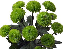 Хризантема Кодэ Грин (Code Green) купить