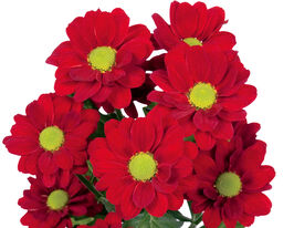 Хризантема Редстарт (Redstart)купити