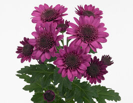 Хризантема Робин Дарк(Robijn Dark) купить