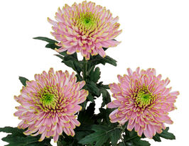 Хризантема Россано Шарлотта (Rossano Charlotte) купить