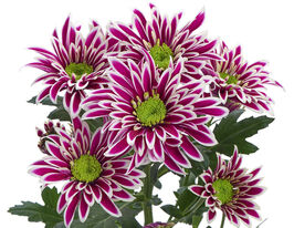 Хризантема Саба Дарк (Saba Dark) купить