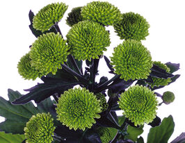 Хризантема Фрогги (Froggy) купить