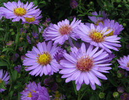 Астра Айленд Барбадос (Island Barbados) купить