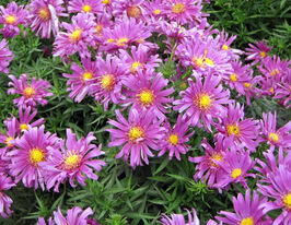 Астра Айленд Тонга (Island Tonga) купить