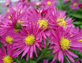 Астра Айлэндс Багамас (Island Bahamas) купить