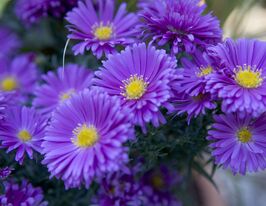 Астра Айсланд Самоа (Island Samoa) купить