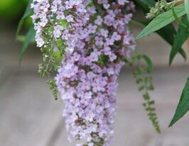 Буддлея Давида Вистерия Лэйн (Wisteria Lane) купить