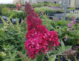 Буддлея Давида Принц Чарминг (Prince Charming) купить