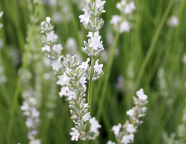 Лаванда вузьколиста Едельвейс (Edelweiss)купити
