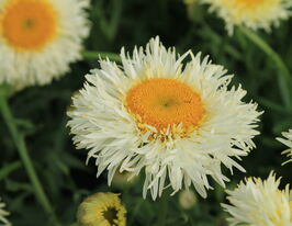 Леукантемум (нивяник) Реал Гэлакси ((Real Galaxy) купить