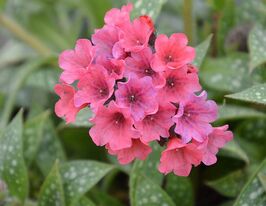 Медуниця Шрімпс он зе Барбі (Shrimps on the Barbi)купити