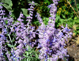 Перовския Лэйси Блю (Lacey Blue) купить