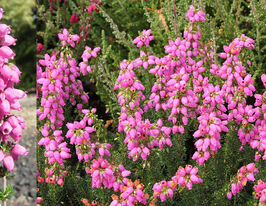  Эрика дарленская Росита (Rosita) купить