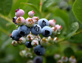 Лохина Топ хаткупити