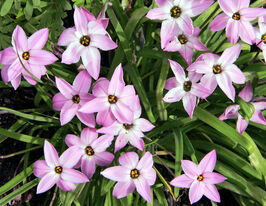 Ифейон Шарлотта Бишоп (Charlotte Bishop) купить