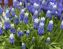 Мускари Тач оф Сноу (Touch of Snow) купить