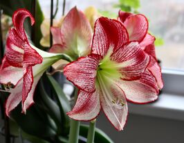 Амариліс Фламенко Квін (Flamenco Queen)купити